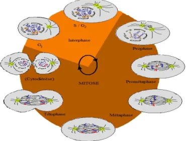 Fig. 2.5 –Le cycle cellulaire [2]: