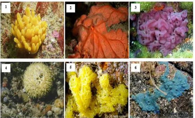 Figure 3. Photos montrant la diversité morphologique et de couleur chez les Spongiaires (1