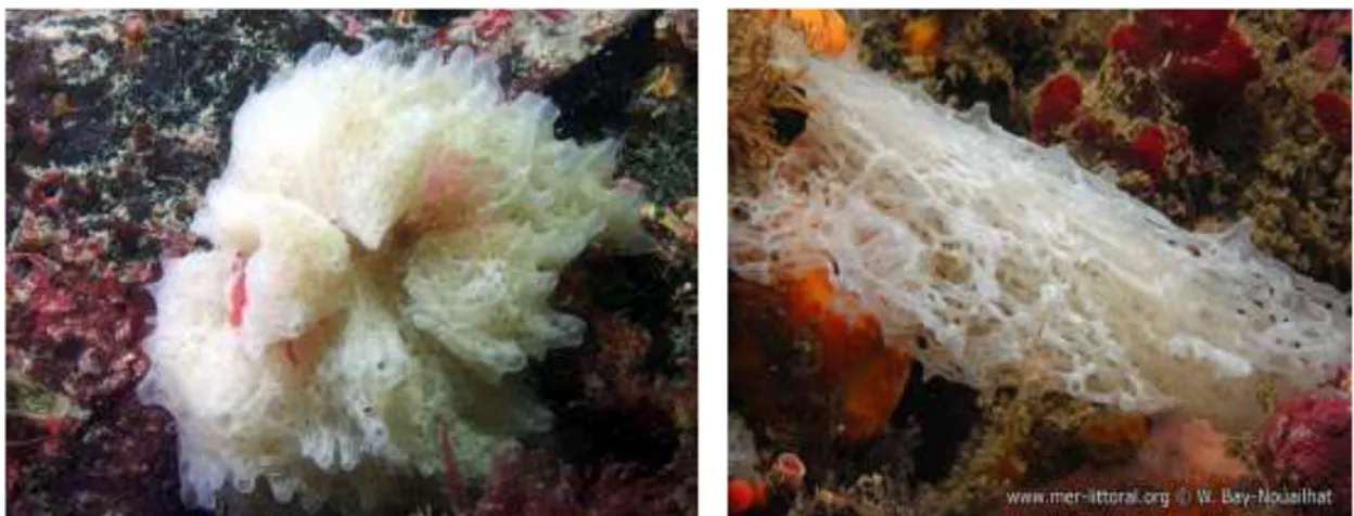 Figure  5.  Exemples  de  quelques  Calcisponges  (à  gauche : Ascandra  falcata;  à  droite :  Clathrina cerebrum) (www.mer-littoral.org)