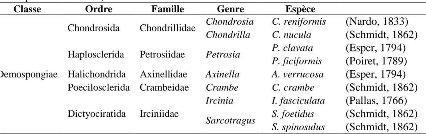 Tableau  2.  Position  taxonomique  des  espèces  inventoriées  dans  le  golfe  d‟Annaba  (selon  world porifera database) 