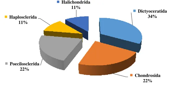 Figure 12. Représentation des ordres par rapport au nombre d‟espèces d‟éponges. 