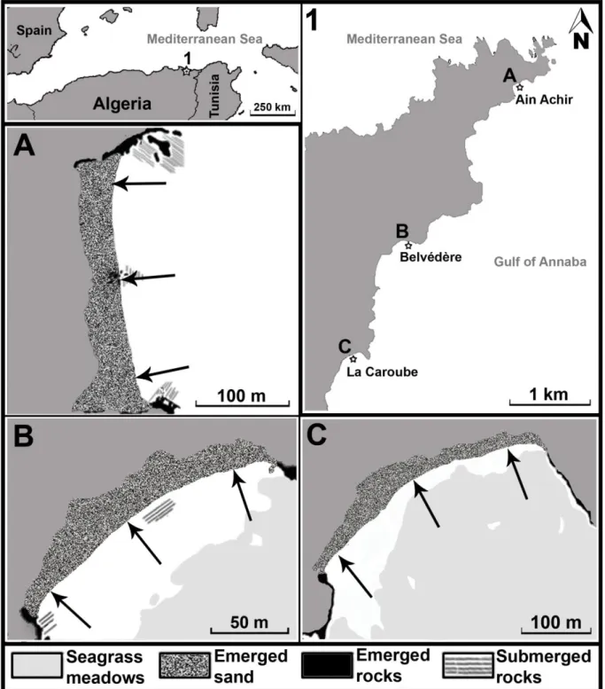 Figure  3.  Zone  d’étude  et  localisation  des  sites  échantillonnés  (source:  Boubekeur  et  al., 