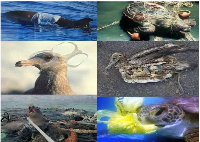 Figure 4: Photographies montrant quelques impacts des plastiques sur la faune marine. 