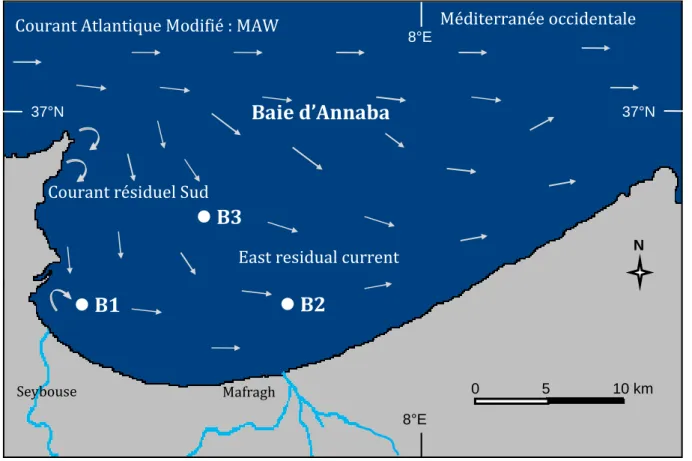Figure 2. (a) : Circulation de surface affectant la baie d’Annaba (d’après  LCHF, 1976 ; Ounissi et 