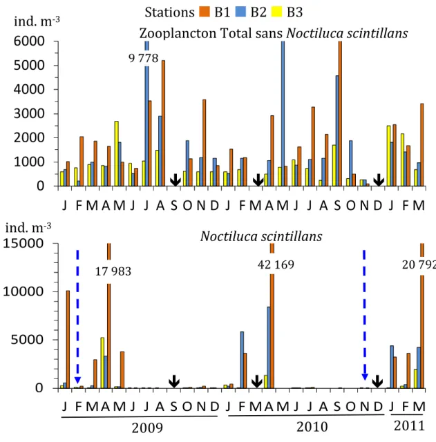 Figure  6.  Variations  de  l´abondance  (ind.  m -3 )  du  zooplancton  total  sans  Noctiluca  scintillans 