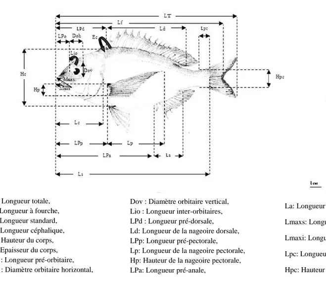 Figure 3. Mensurations prises sur les spécimens examinés de Dentex maroccanus.