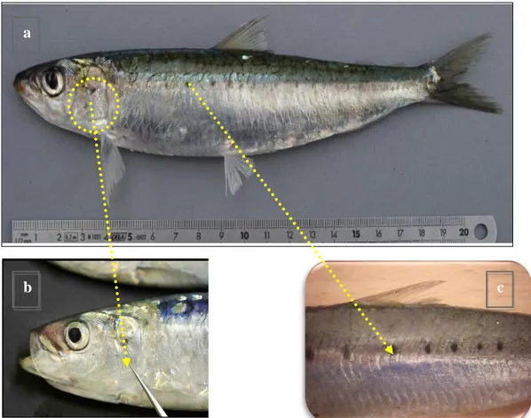 Figure  6.  Photographies  montrant  la  morphologie  externe  de  la  sardine  (S.  pilchardus, 
