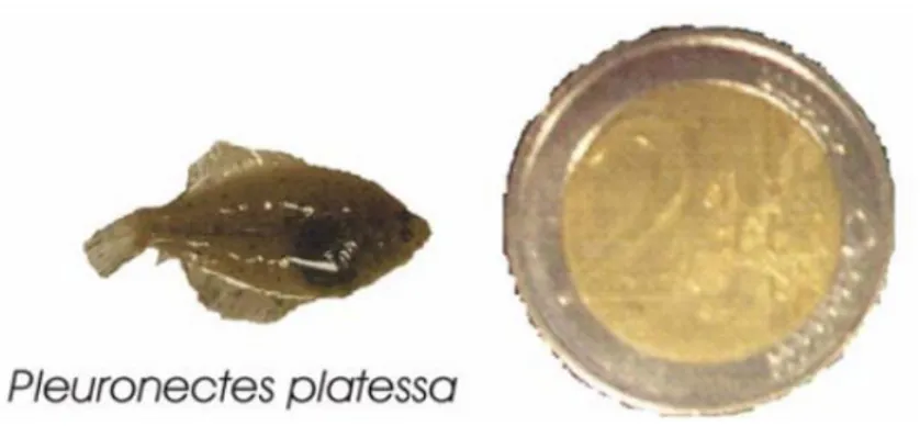 Figure 10. Juvénile de plie commune Pleuronectes platessa (Linnaeus, 1758) au moment de 