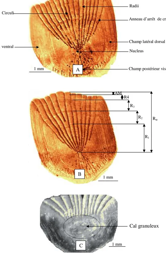 Figure  40.  Ecailles  de  Symphodus  tinca  des  côtes  est  de  l’Algérie.  A :  écaille  sans  cal 