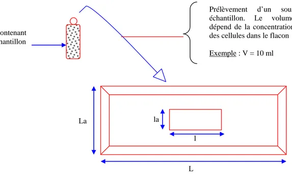 Figure 3 : Schéma synthétique du dispositif de comptage du phytoplancton. 