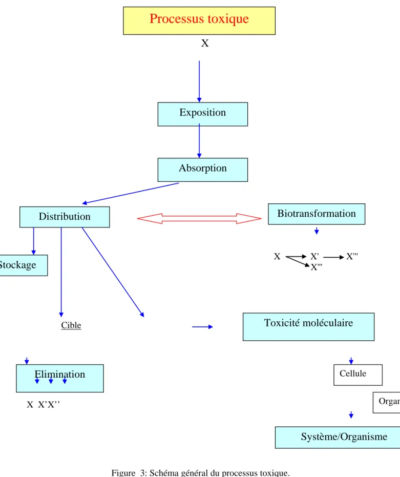 Figure  3: Schéma général du processus toxique. 