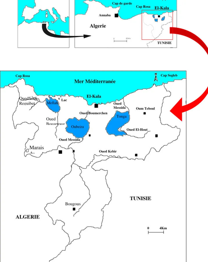 Figure 5: Situation géographique des zones humides du Parc National  d’El-Kala (BENYACOUB, 1996)