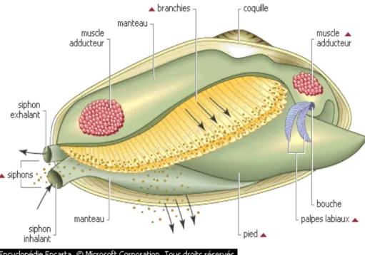 Figure 1: Anatomie d’un bivalve 
