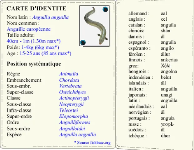 Figure 6. Position systématique de l’anguille européenne.