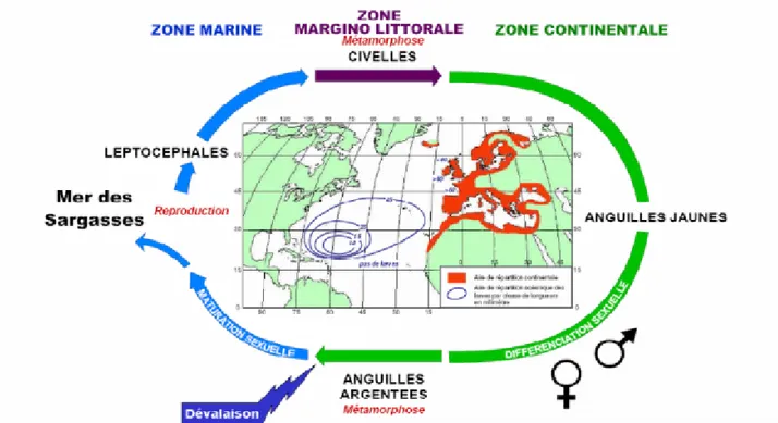Figure 7. Aire de répartition et cycle biologique de l'anguille européenne (Anguilla anguilla L