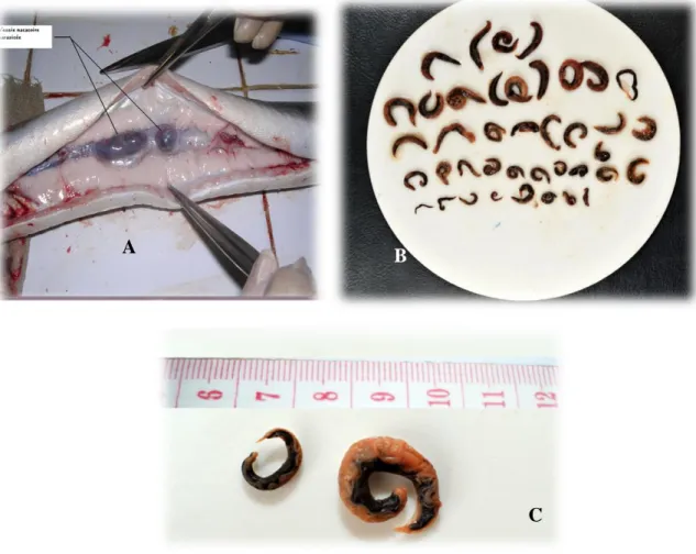 Fig. 18. Extraction du nématode (Anguillicola crassus) de la vessie natatoire de l’Anguille 