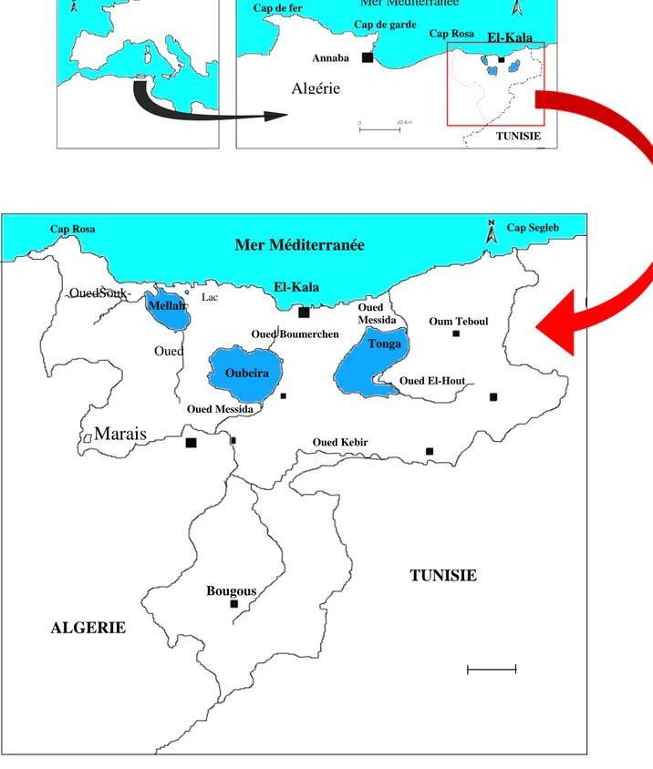 Figure 1 : Situation géographique des zones humides du Parc National  d’El-Kala (Benyacoub, 1996)