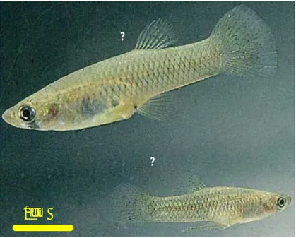 Figure I.1. Morphologie générale de Gambusia affinis. 