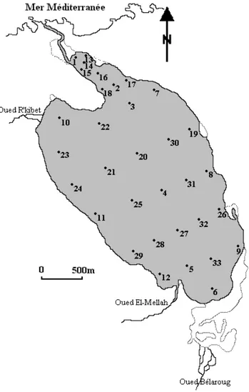 Figure 10. Localisation des stations d’échantillonnage des sédiments dans la lagune Mellah