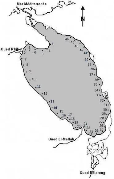 Figure 12. Localisation des stations d’échantillonnage de la coque C. glaucum  dans la lagune Mellah