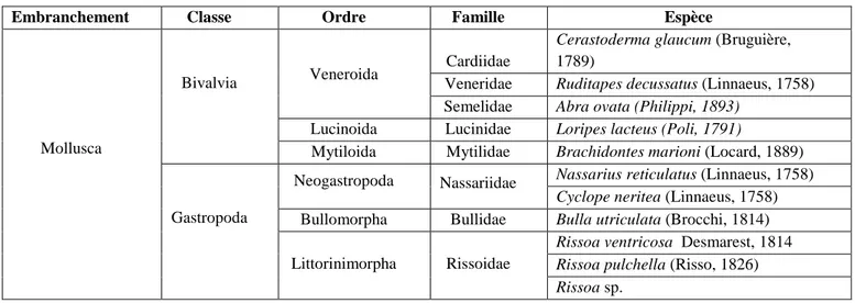 Tableau II. Liste taxonomique des mollusques récoltés dans la lagune Mellah (mars 2010 – février 2011)
