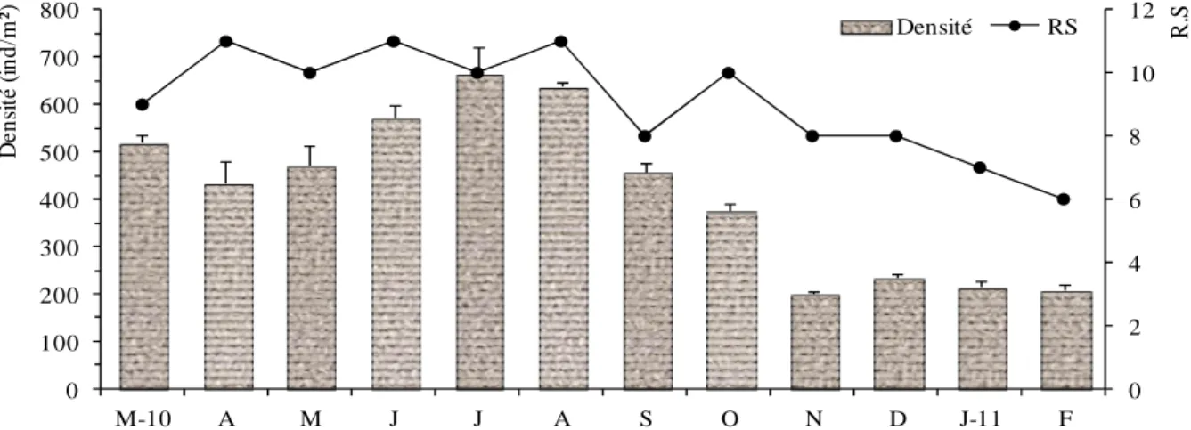 Figure 25. Variations temporelles de la richesse spécifique (R.S) et de la densité (ind.m -2 ) dans la station 4.