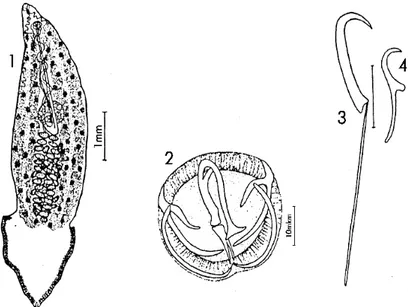 Figure 10 : L’espèce Microcotyle mugilis   Euzet et Combes, (1969). 