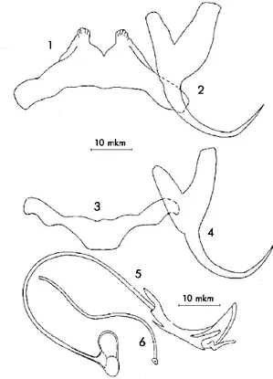 Figure 14 : L’espèce Ligophorus vanbenedenii Parona et Perugia, (1890). 