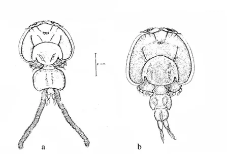 Figure 19 : L’espèce Caligus pageti ; face dorsale  Russel, (1925).  