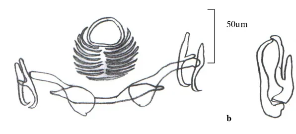 Figure 22 : représentation schématique de l’armature du hapteur (a) et de la pièce 