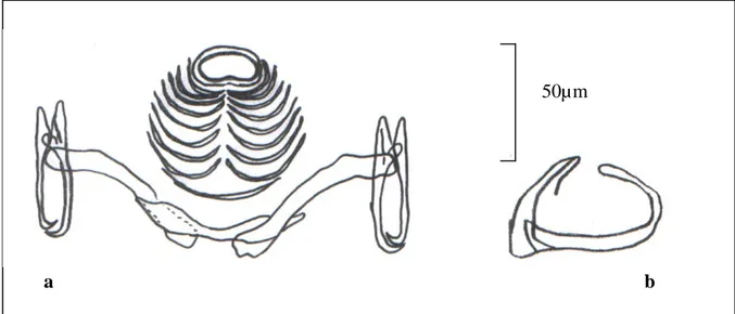Figure 23 : Représentation schématique de l’armature du hapteur (a) et de la pièce 