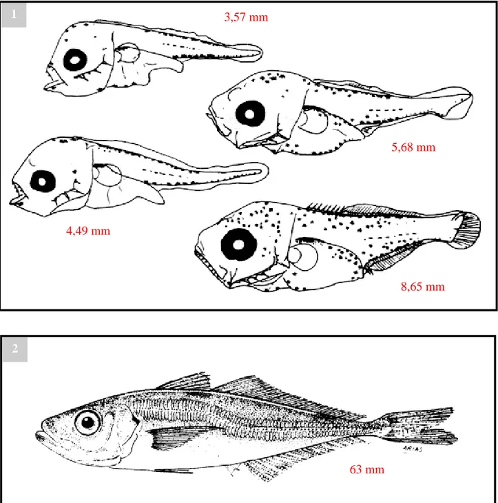 Fig. 1: Schéma montrant  des alevins à différentes étapes de leur développement    d’après HALBEISEN (1988)