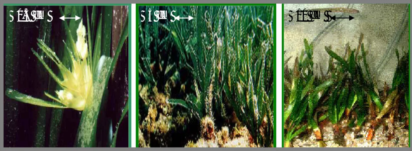 Figure 2: Photographies montrant la fleure et les rhizomes  de P. oceanica. 