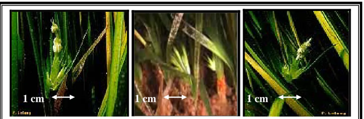 Figure 6: Photographie de fruits et de fleur de posidonie. 