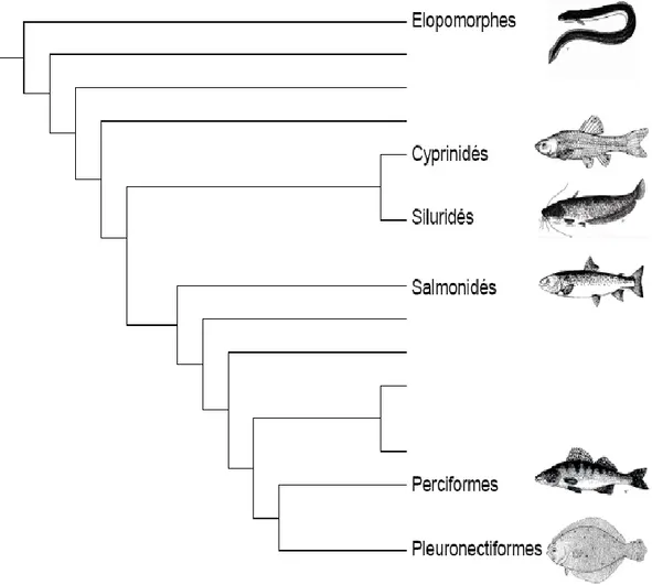 Figure 2 : Phylogénie simplifiée des Téléostéens, montrant la position relative des  Elopomorphes vis à vis d'autres groupes importants, d'après Rousseau (2000)