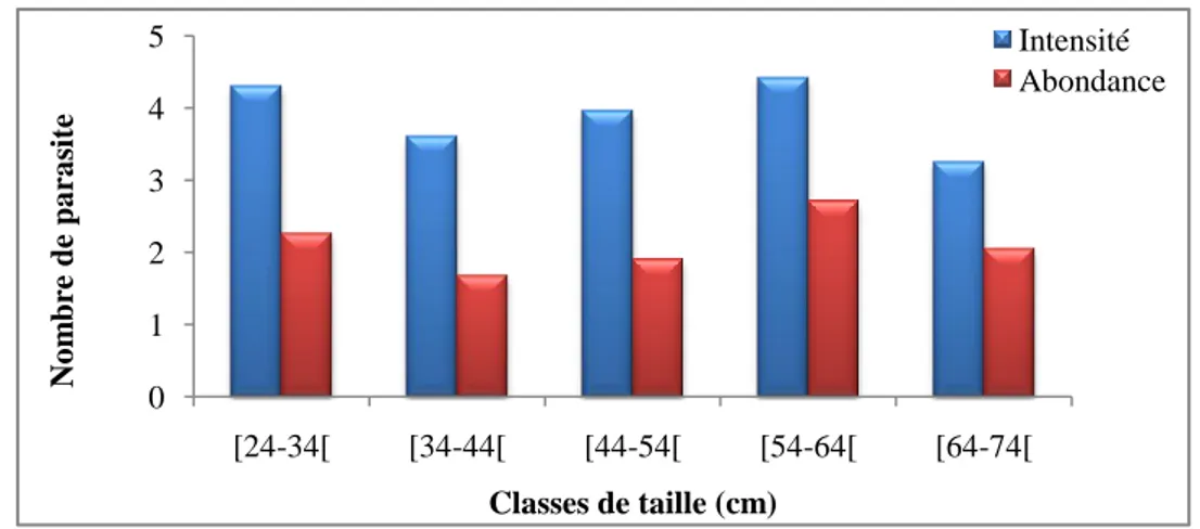 Figure 46 : Variations des taux d’infestation d’Anguillicola crassus en fonction des classes  de taille chez l’anguille du Mafrag