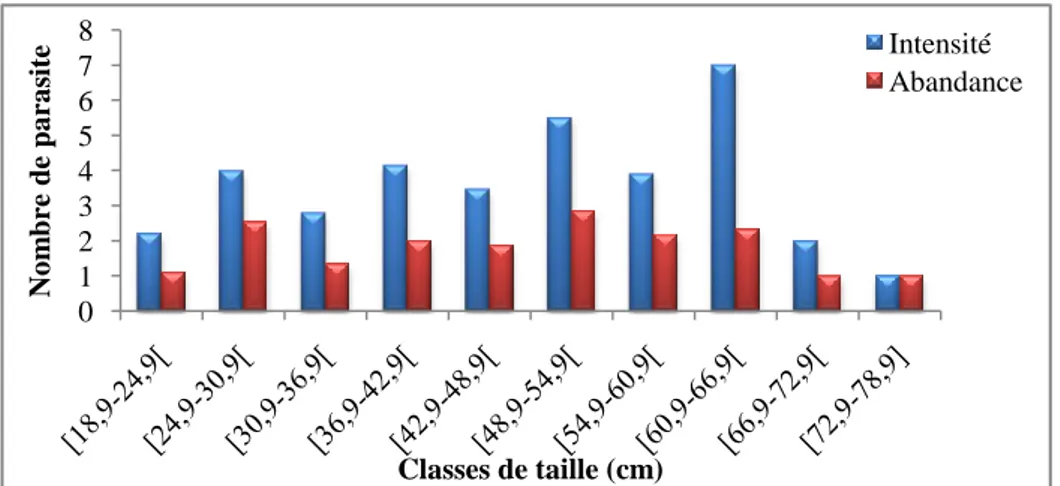 Figure 51: Répartition des charges d'infestation  par Anguillicola crassus en fonction de la  taille des anguilles de la Mafrag