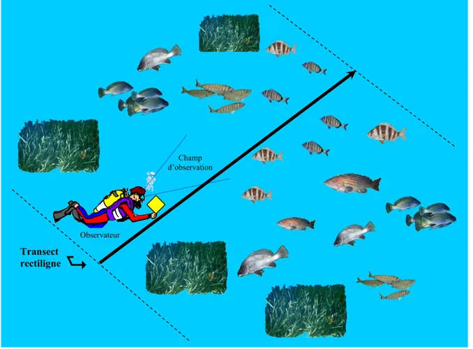 Figure 9. Méthode de comptage visuel du pleuplement ichtyologique côtier sur un transect 