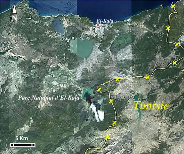 Figure 1 : Image satellitaire du parc national d’El-Kala (Google images) Tunisie 