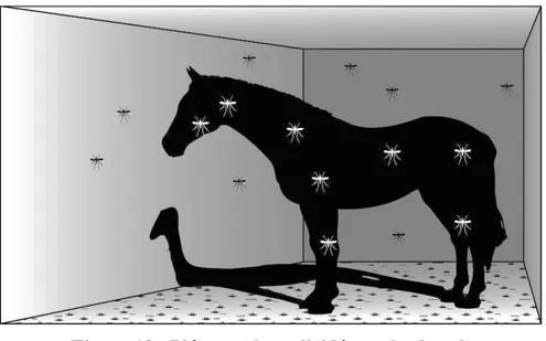 Figure 13 : Piégeage des culicidés sur le cheval.