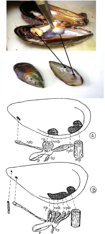 Figure  7  :  Disposition  des  insertions  musculaires  sur  la  coquille  de  Perna  perna  (A)  et  Mytilus galloprovincialis (B) 