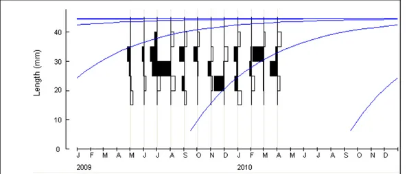 Figure 12 : Distribution des fréquences de longueur restructurées et courbe de croissance