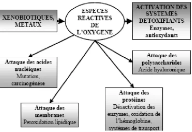 Figure 3: Schéma général des dommages provoqués par les espèces réactives de l’oxygène            