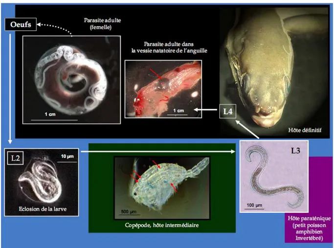 Figure 08 : Stade de développement d’Anguillicola crassus Femelle adulte, larveL2 et 