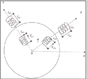 Figure 2.2 Représentation des machines asynchrones triphasées âpres la  transformation de Park (modèle biphasé équivalent)  