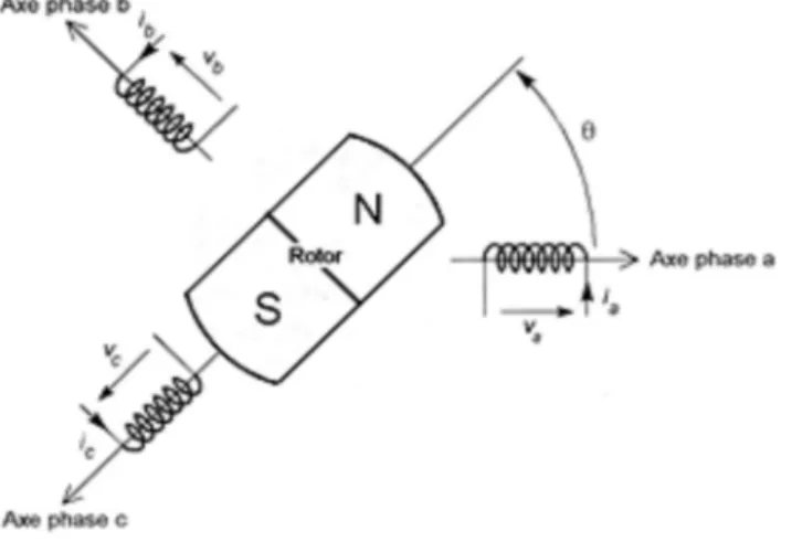 Fig. 1.4 : Représentation des enroulements d’une machine synchrone à aimants