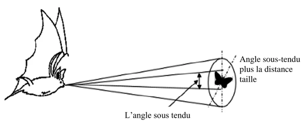 Fig 3.1 signal sonar d'une chauve-souris 