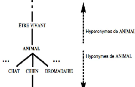 Figure 2-3 Extrait de la hiérarchie sémantique des lexies françaises  (centré autour de ANIMAL) (Polguère, 2003) 
