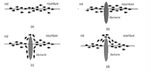 Figure 2.1 : Comportement naturel des fourmis pour chercher de la nourriture 