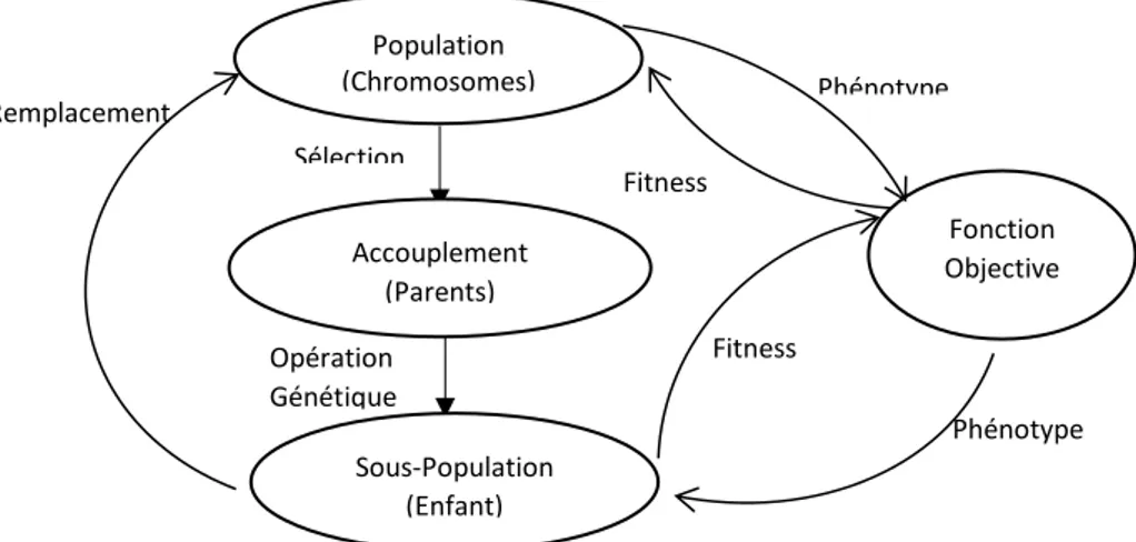 Figure 2.5. Cycle typique d’un algorithme génétique. [Tang 1996] 